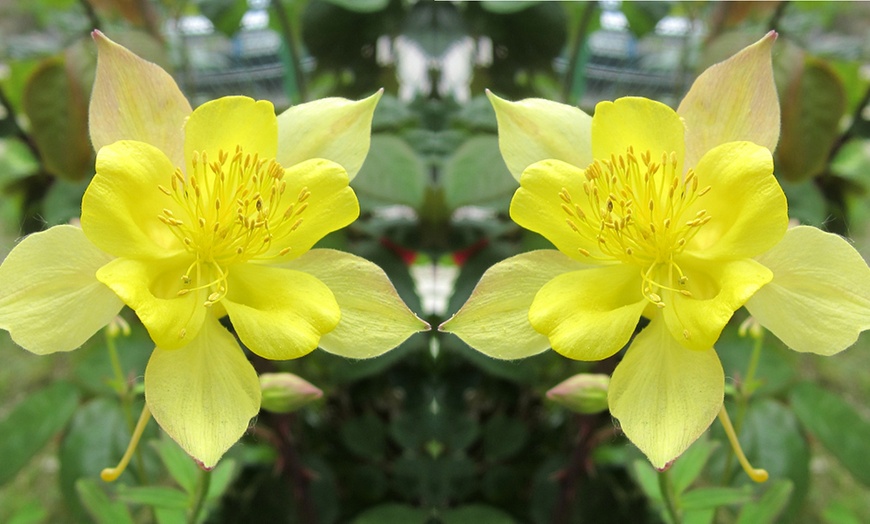 Image 2: 5 or 10 Aquilegia Sunshine Plants