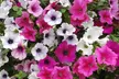 Up to 100 Petunia Surfina Mixed Plants - Image 7