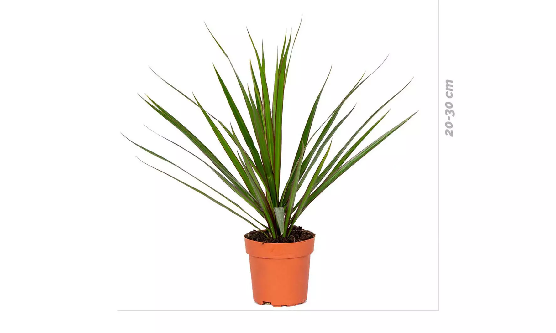 Piante d'appartamento che purificano l'aria con cestini