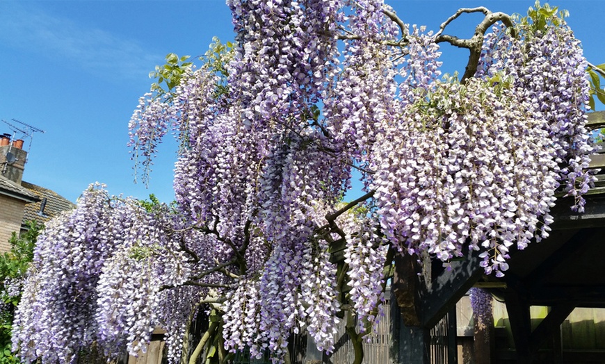 Image 3: Scented Wisteria Prolific – 1 or 2 Potted Plants (1.5-Litre Pots)  