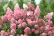 3x oder 6x Hortensien in der Sorte nach Wahl - Second Medium