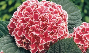 Hardy Hydrangea Bicolour Cami...