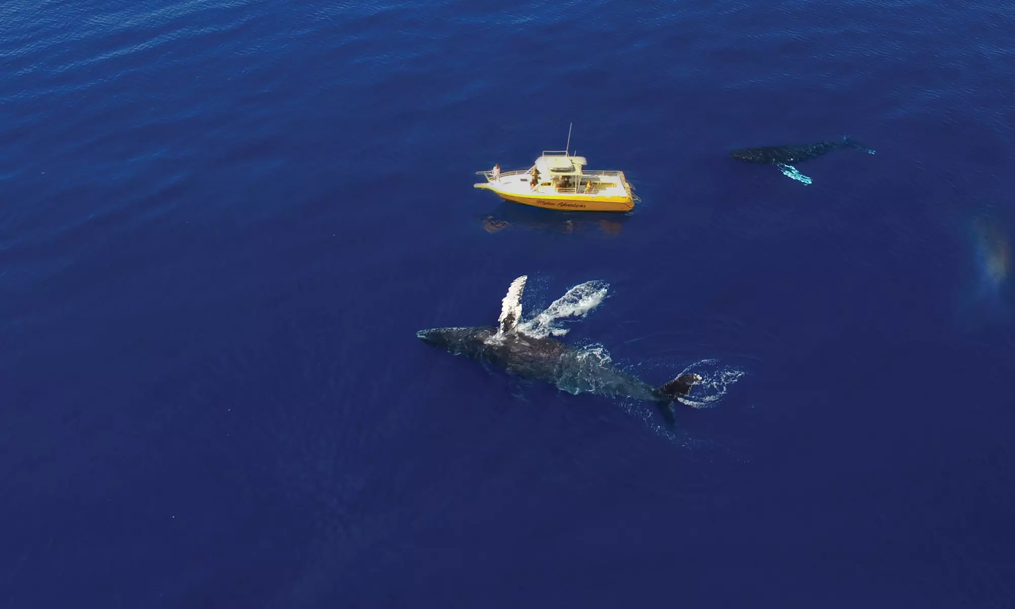 Two-Hour Whale Watching Adventure for One at Makai Adventures Through April 15 - Primary Image