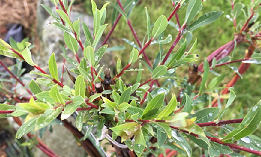 Image 4: Ornamental Twisted Willow