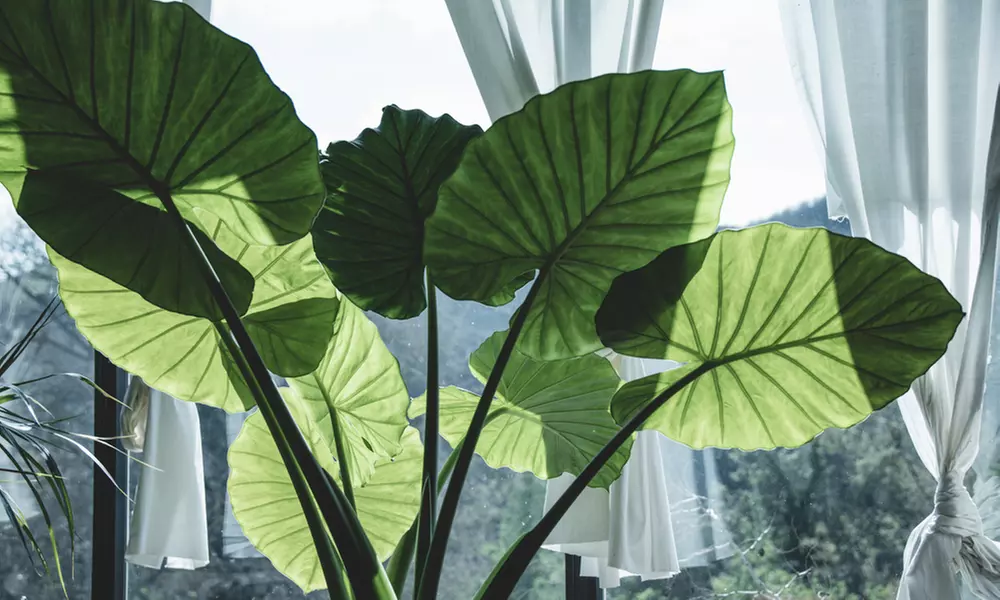 Lot de 2 Alocasia oreille d'éléphant - Primary Image