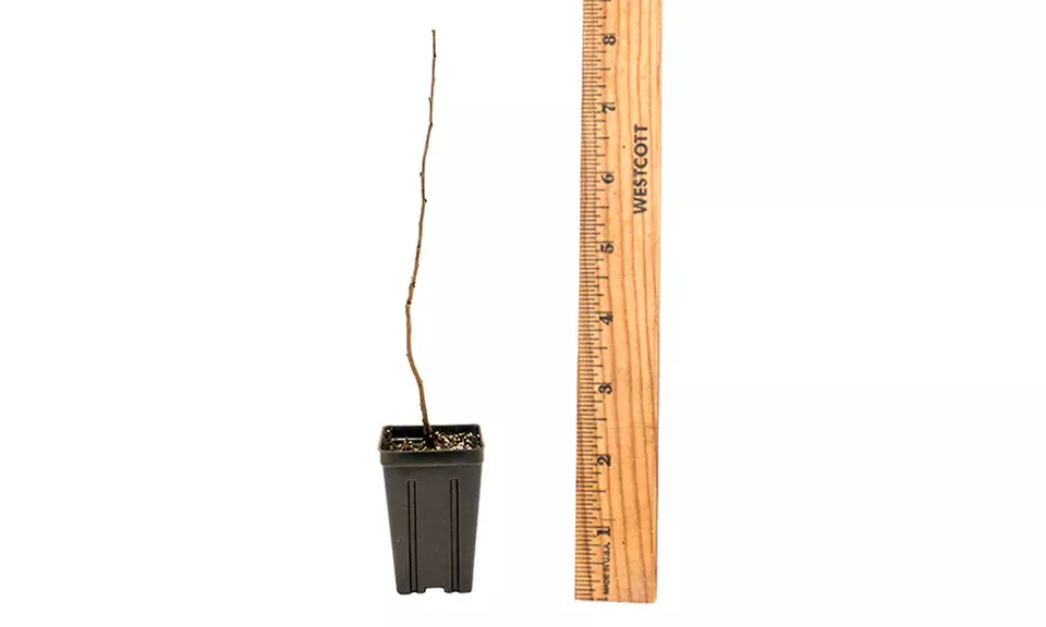 Pre-Order: Dwarf Cherry Wowza! (1 Plant) - Second Medium