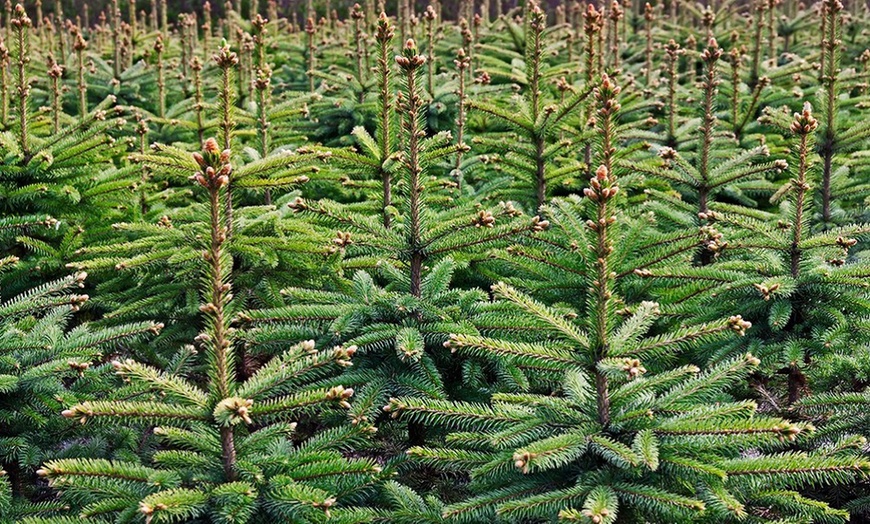 Image 4: Nordman Fir Christmas Trees