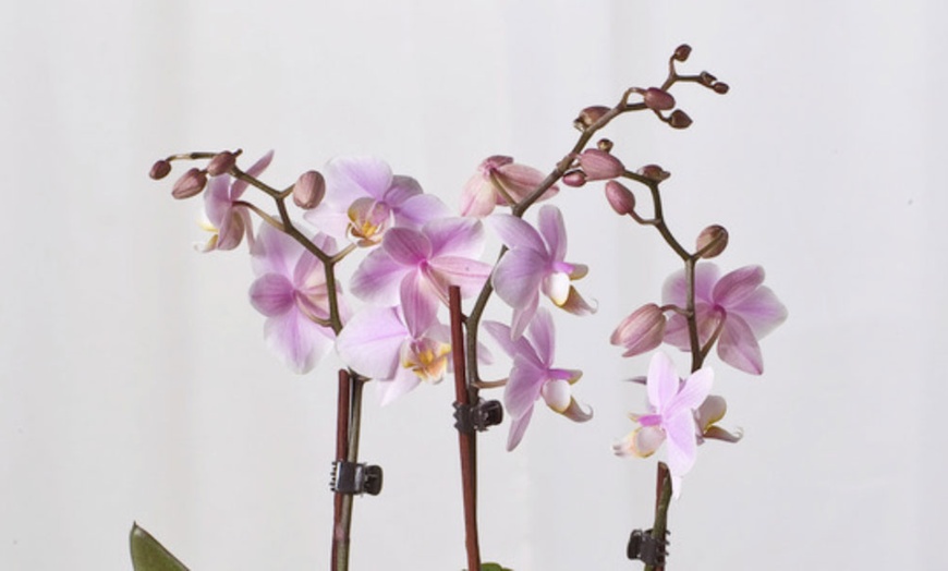 Image 5: Phalaenopsis plant (vlinderorchidee)