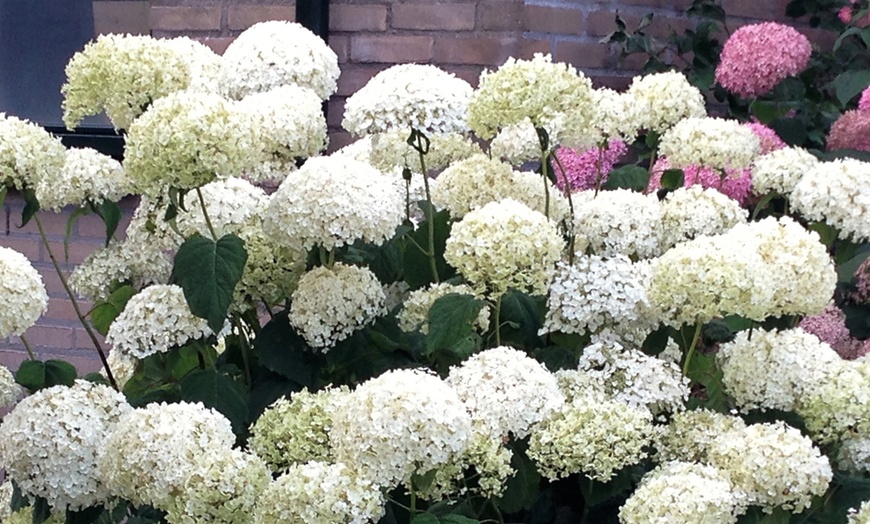 Image 3: Plante Hortensia Strong Annabelle