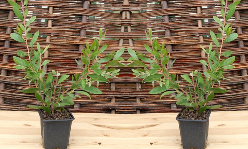 Image 5: Callistemon Viminalis Hot Pink