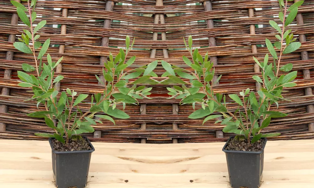 Bottlebrush (Callistemon viminalis) 'Hot Pink' Choose One or Two Plants - Second Medium