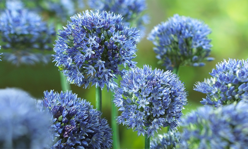 Image 1: Allium Caeruleum XL Bulbs