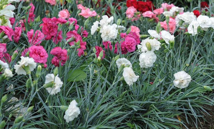 Image 3: 5, 10, 20 or 40 Fragrant Dianthus