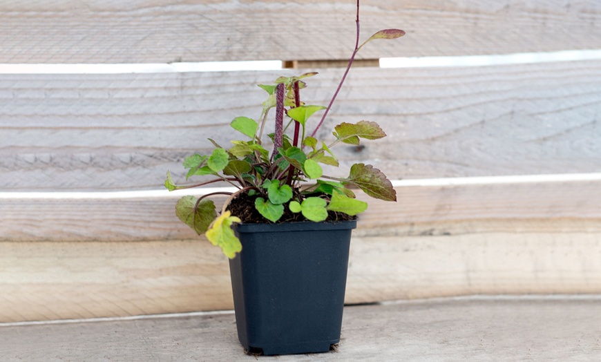 Image 2: Rudbeckia Praire Glow Plant