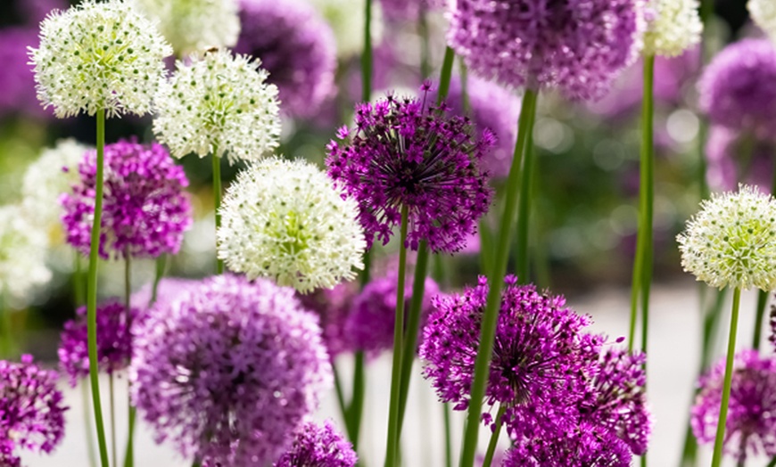 Image 2: Allium Big Impact Mixed - 8, 16 or 32 Bulbs