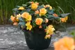 5, 10 or 20 Begonia Apricot Shades Improved F1 Hybrid Bulbs - Image 2