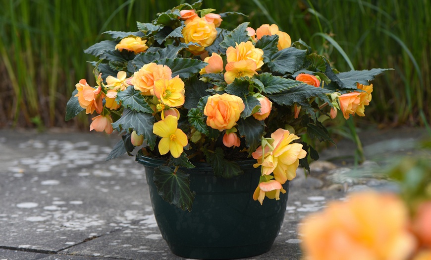 Image 2: 5, 10 or 20 Begonia Apricot Shades Improved F1 Hybrid Bulbs