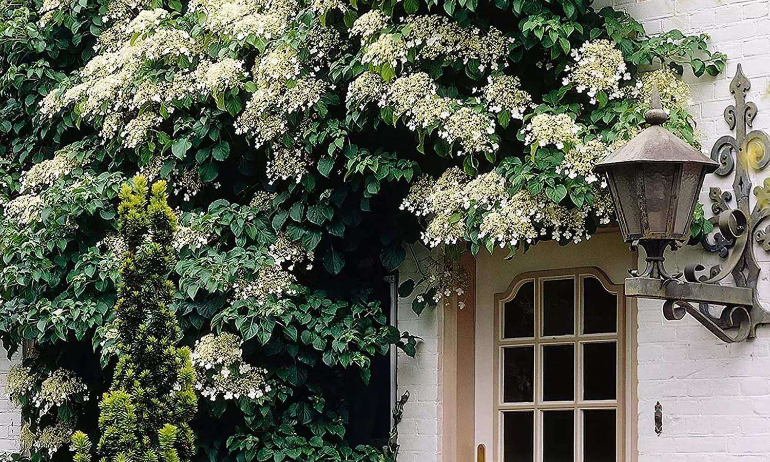 2x, 4x oder 8x Kletterhortensie „Petiolaris“