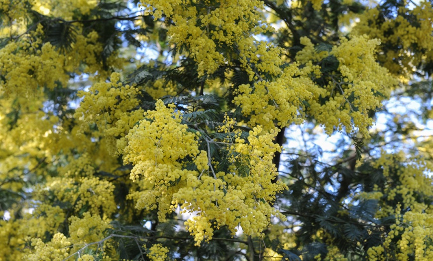 Image 2: Acacia Mimosa Dealbata Plant