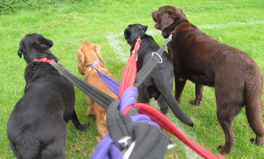 Image 2: Kickstart Your Dog Walking Journey with Essential Skills