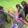 Image 2: Kickstart Your Dog Walking Journey with Essential Skills