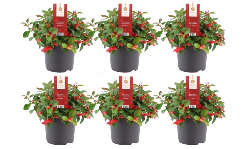 Image 2: Pack de 6 plantes avec baies rouges 