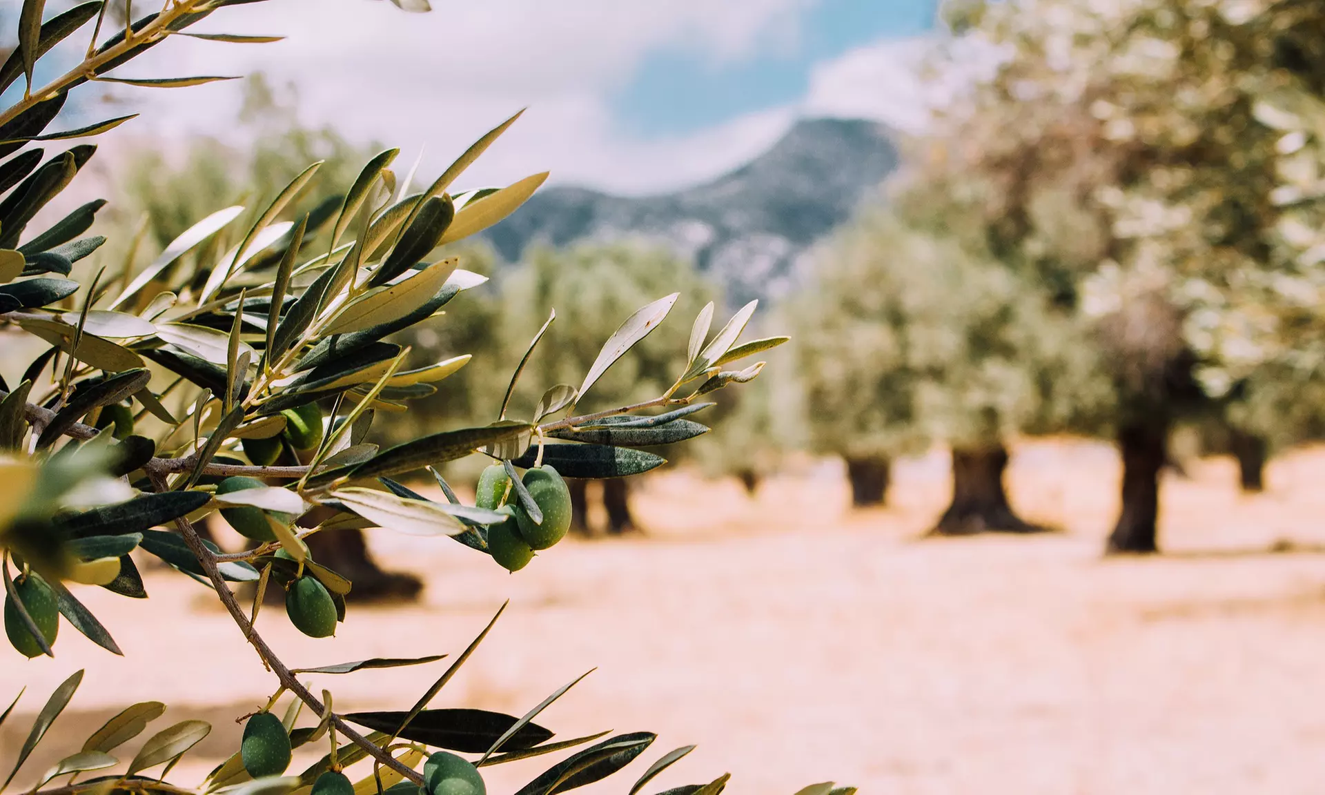 4 plantas mediterráneas