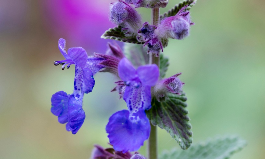 Image 4: Nepeta Plant Collection