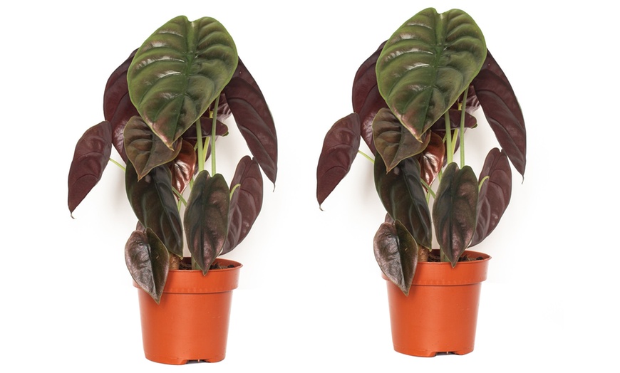 Image 3: Alocasia Red Secret Plants