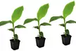 1 ou 2 lots de 3 plantes Musa Basjoo - Image 7