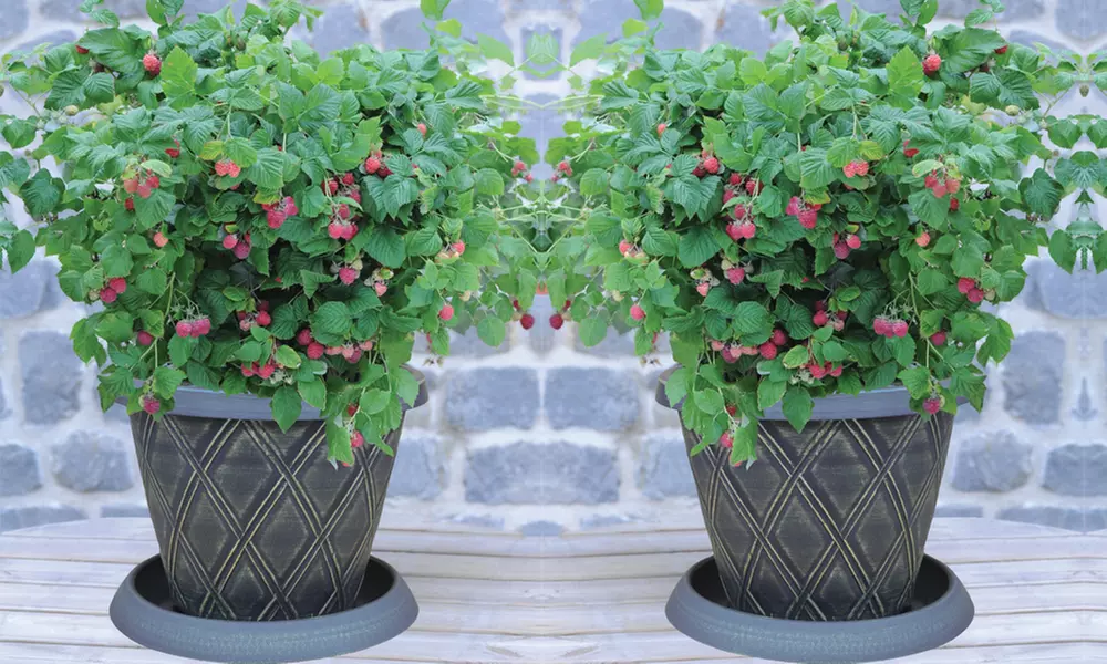 Summer Fruiting Raspberry Ruby Beauty - 1, 2 or 3 plants - Primary Image