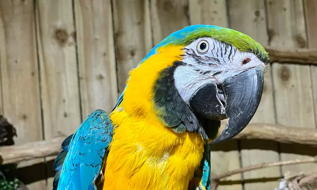 Embark on a Wild Adventure at Up to 58% Off at Exotic Zoo!