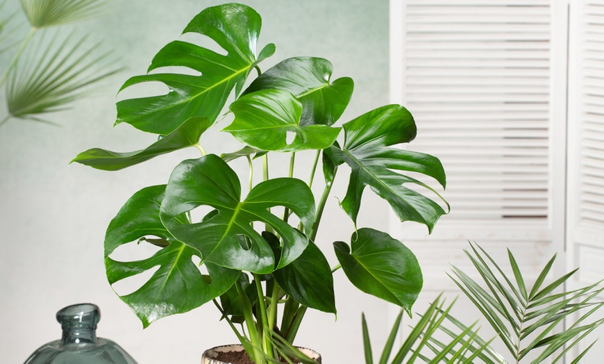 Image 2: Rootz Monstera Deliciosa House Plant