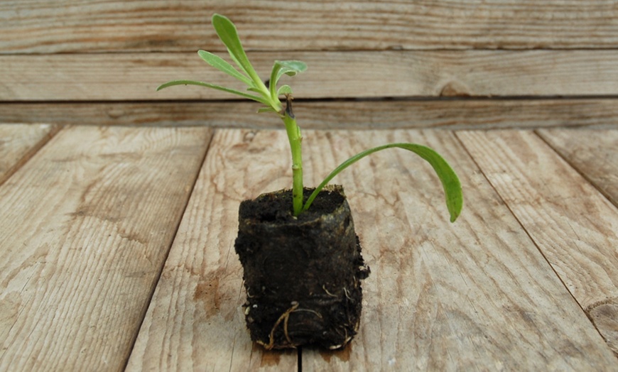 Image 5: 5, 10 or 20 Trailing Daisy Osteospermum Falling Stars Plug Plants