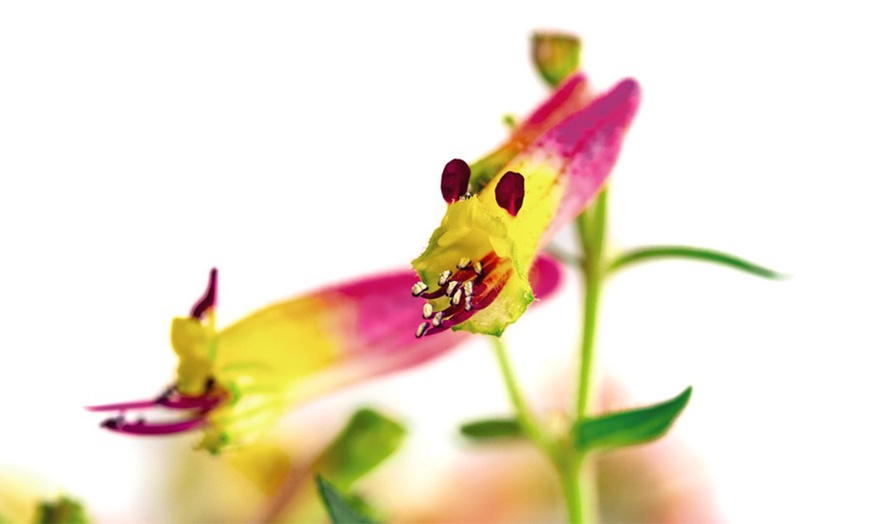 Image 5: Three or Six Cuphea 'Funny Face' Annual Shrub Jumbo Plug Plants