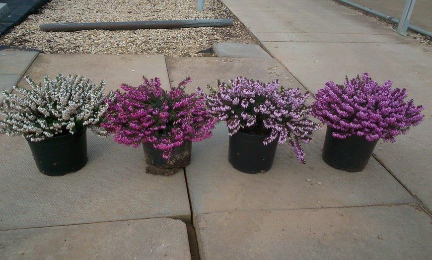 Image 7: Evergreen Heather Plants