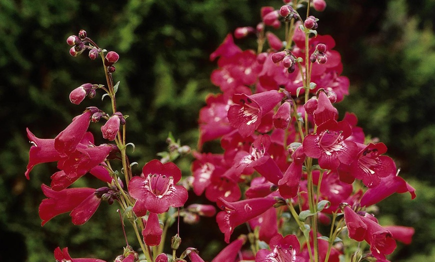 Image 3: 12 or 24 Hardy Penstemon Plants