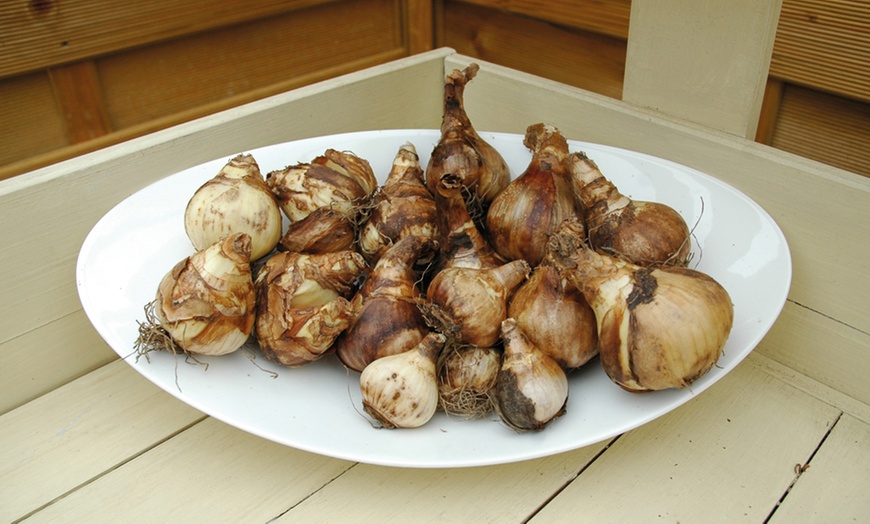 Image 3: 20, 40 or 80 Bulbs of Mixed Daffodils with Optional Bulb Planter