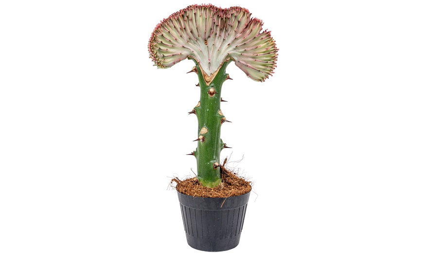 Image 3: Cactus Euphorbia Lactea