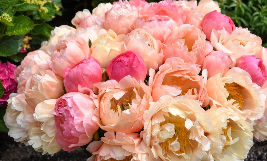 Image 1: Fragrant Peony Coral Sunset - 1 or 3 Plants