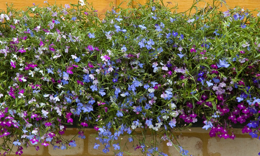 Image 3: Up to 30 Garden-Ready Plants of Lobelia Ultra Cascade Mix