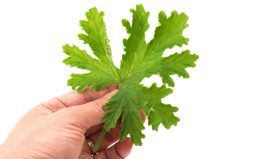 Image 3: Mosquito-Repellent Geranium