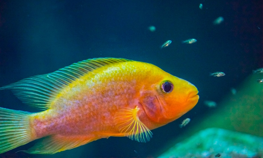 Image 5: 1 o 2 entradas para niños y adultos en el Acuario de Zaragoza