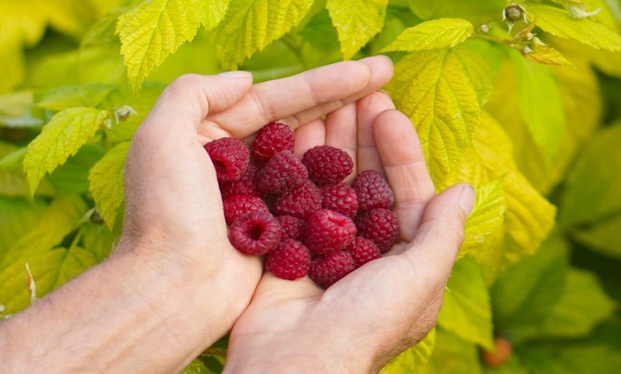 Image 1: Dwarf Raspberry Groovy Plant