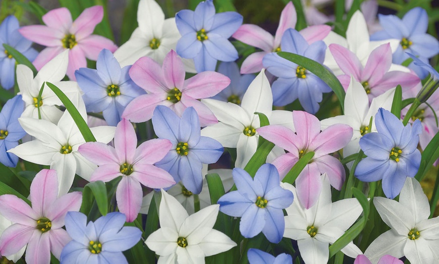 Image 2: 25, 50, or 100 Ipheion Mixed Bulbs