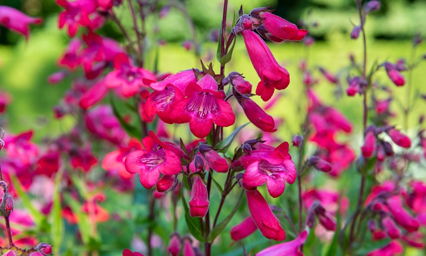 Image 2: Pretty Penstemon Mixed Collection – 6 or 9 Potted Plants