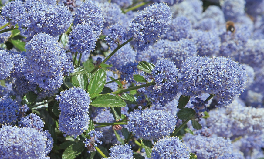 Image 1: Californian Lilac Shrub