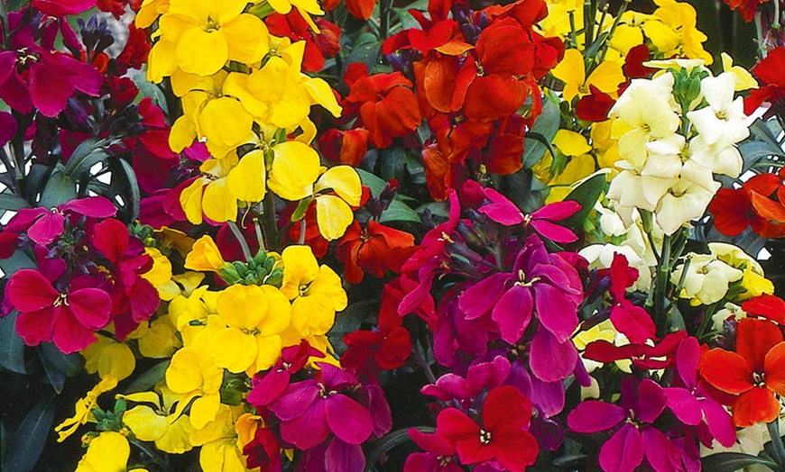 Image 3: 15 or 30 Wallflower Sugar Rush Mixed Hardy Plants