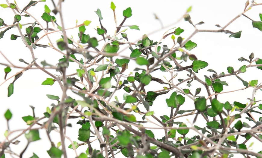 Image 8: Three Maori Green Corokia Bonsai