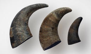 Water Buffalo Horns Dog Treat (3-Pack)